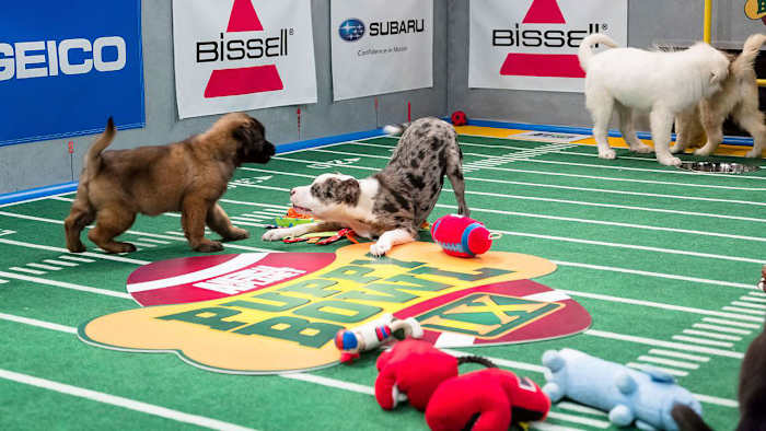 Puppy-Bowl-IX(4).jpg